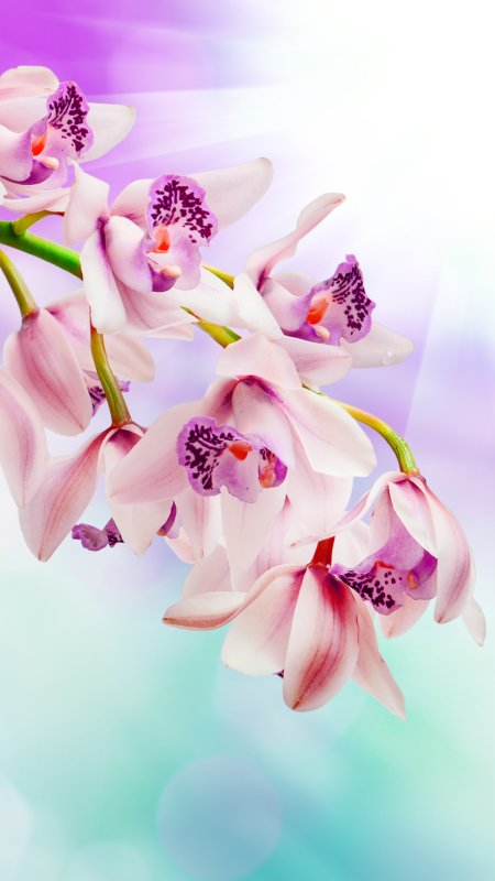 Обои на телефон орхидеи вертикальные (85 фото)