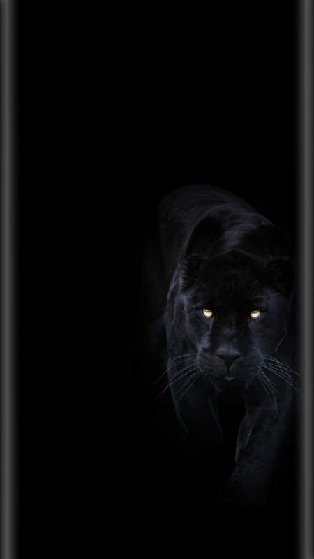 Пантера обои на телефон вертикальные (85 фото)