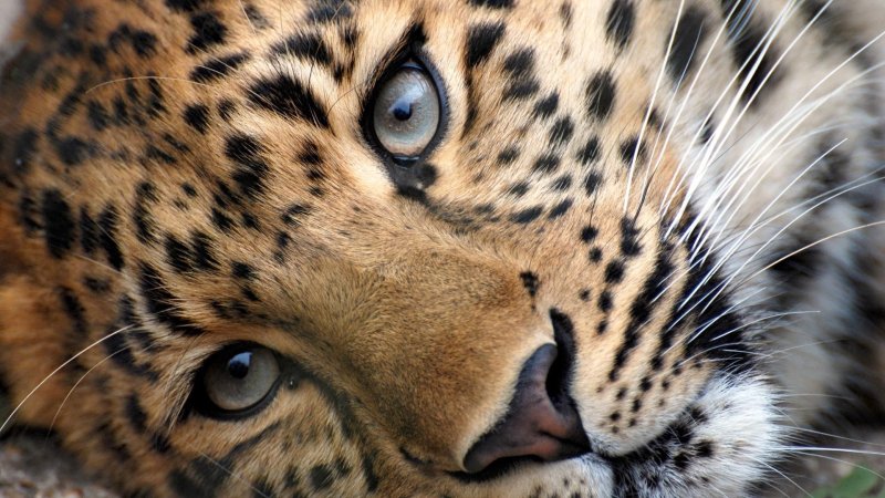 Леопард обои на телефон вертикальные (83 фото)