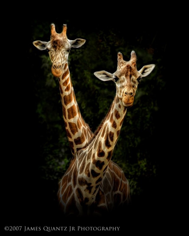 Жираф обои на телефон вертикальные (85 фото)