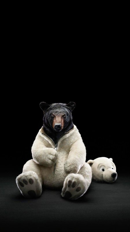 Медведь вертикальные обои на телефон (83 фото)