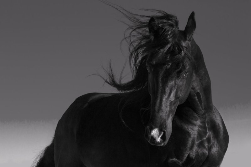 Черные лошади обои на телефон вертикальные (84 фото)
