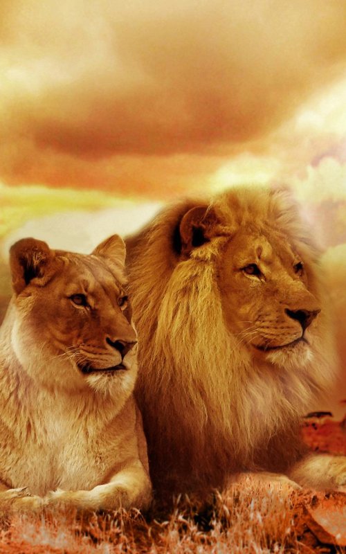 Лев и львица обои на телефон вертикальные (81 фото)