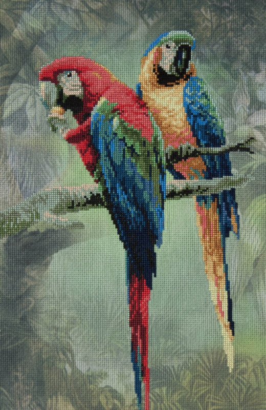 Риолис попугаи ара