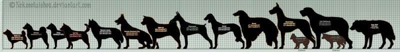 Размер Волков по сравнению с собакой