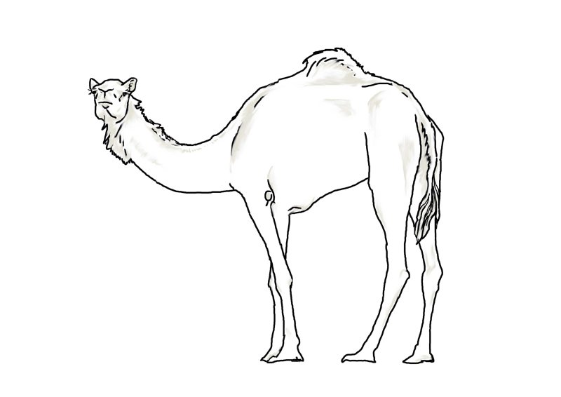 Верблюд рисунок для детей карандашом