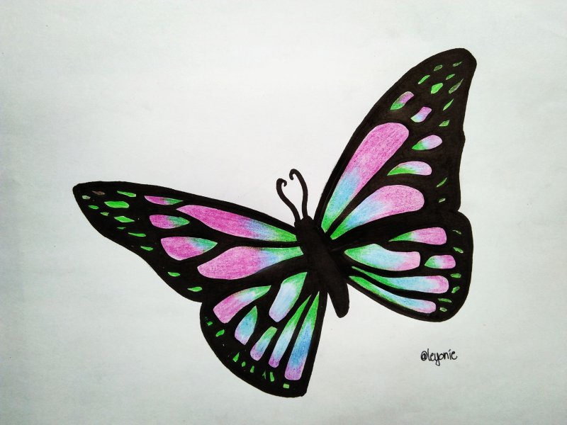 Бабочка рисунок карандашом цветной (62 фото)