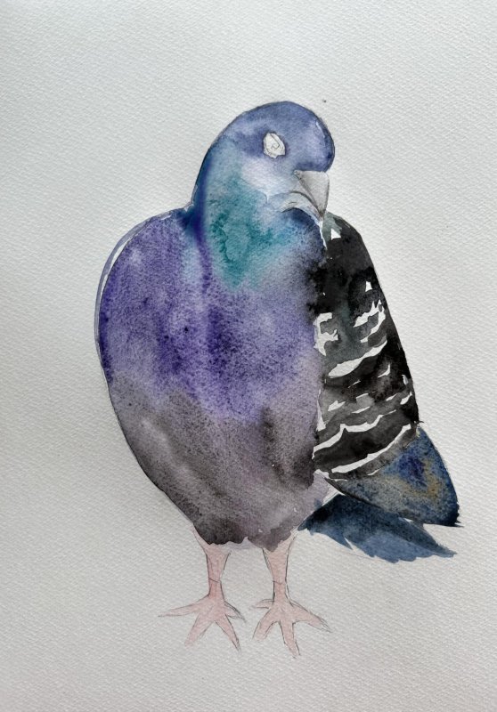 Нарисованный голубь профиль